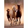 Clementoni Running Horses Puzzle 1000 dielov zvieratá
