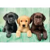 Clementoni High Quality Collection 39946 Puzzle 1000 ks zvieratá