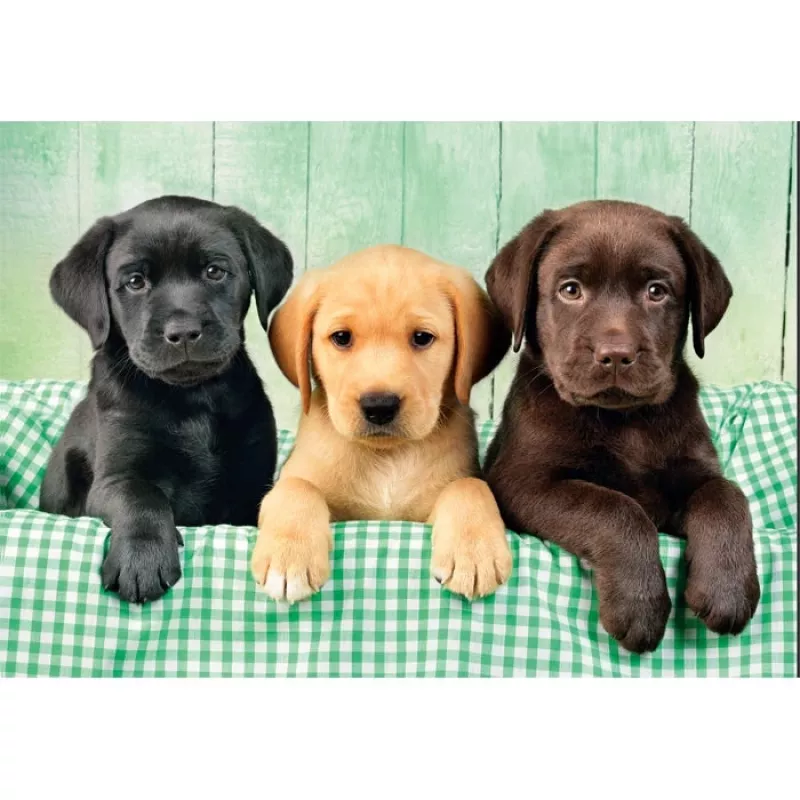 Clementoni High Quality Collection 39946 Puzzle 1000 ks zvieratá