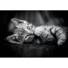 Clementoni High Quality Collection 39950 Puzzle 1000 ks zvieratá