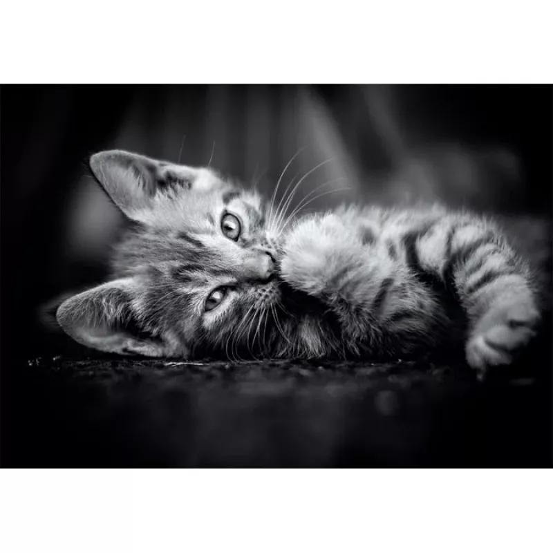 Clementoni High Quality Collection 39950 Puzzle 1000 ks zvieratá