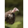 Canon RF 200-800 mm F6.3-9 IS USM teleobjektív, čierna/biela