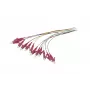 Synergy 21 LWL pigtail LC 50/125 µm OM4 2 m 12-balík farebný