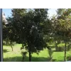 SUNNYLIFE kruhový polarizačný CPL filter pre Insta360 GO 2 / GO 3