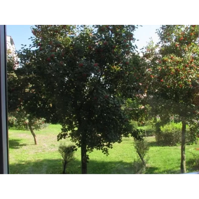 SUNNYLIFE kruhový polarizačný CPL filter pre Insta360 GO 2 / GO 3