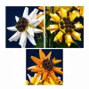 Mould King Sunflower Potted 24111 stavebnica (854 dielov)
