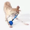 Cheerble Wicked Ball Air Rope hračka pre psov, Royal Blue
