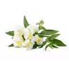 Click & Grow Smart Garden náhradné balenie, 3 kapsuly s rastlinami (SGR78X3)