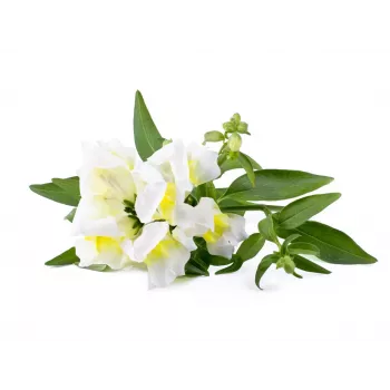 Click & Grow Smart Garden náplň, 3 rastlinné kapsuly (SGR78X3)