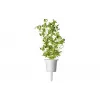 Click & Grow Smart Garden náhradné balenie: majorán, 3 kapsuly s rastlinami (SGR41X3)