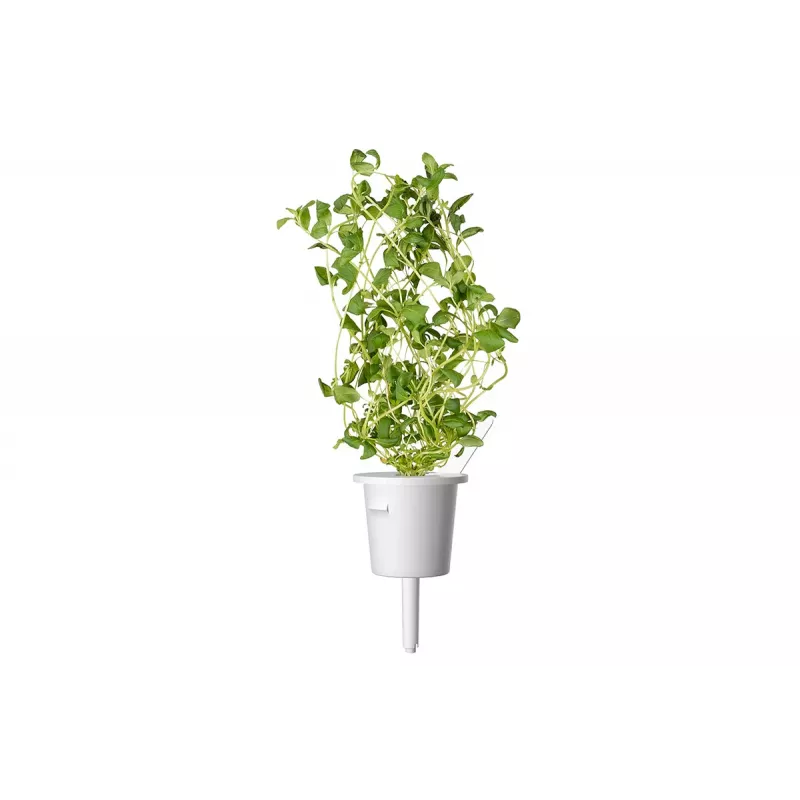Click & Grow Smart Garden náhradné balenie: majorán, 3 kapsuly s rastlinami (SGR41X3)