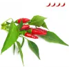 Click & Grow Piri-Piri-Chili rastlinné kapsuly pre Smart Garden, balenie 3 ks (SGR67X3)