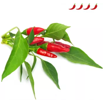 Click & Grow Piri-Piri-Chili rastlinné kapsuly pre Smart Garden, balenie 3 ks (SGR67X3)
