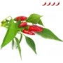 Click & Grow Piri-Piri-Chili rastlinné kapsuly pre Smart Garden, balenie 3 ks (SGR67X3)