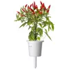 Click & Grow Piri-Piri-Chili rastlinné kapsuly pre Smart Garden, balenie 3 ks (SGR67X3)