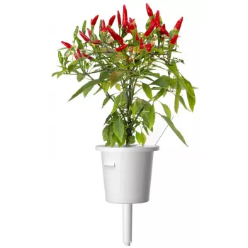 Click & Grow Piri-Piri-Chili rastlinné kapsuly pre Smart Garden, balenie 3 ks (SGR67X3)