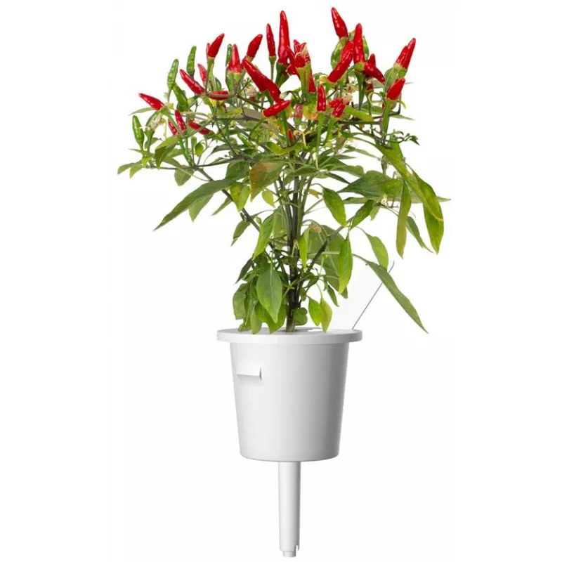 Click & Grow Piri-Piri-Chili rastlinné kapsuly pre Smart Garden, balenie 3 ks (SGR67X3)