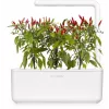 Click & Grow Piri-Piri-Chili rastlinné kapsuly pre Smart Garden, balenie 3 ks (SGR67X3)