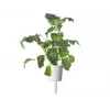 Click & Grow Smart Garden náhradné balenie, 3 kapsuly s rastlinami (SGR86X3)