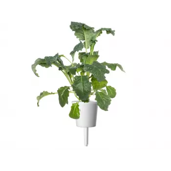 Click & Grow Smart Garden náplň, 3 rastlinné kapsuly (SGR86X3)