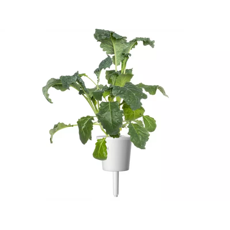 Click & Grow Smart Garden náhradné balenie, 3 kapsuly s rastlinami (SGR86X3)