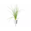 Click & Grow Smart Garden náhradné balenie, 3 kapsuly s rastlinami (SGR105X3)