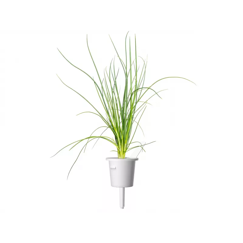 Click & Grow Smart Garden náhradné balenie, 3 kapsuly s rastlinami (SGR105X3)