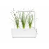 Click & Grow Smart Garden náhradné balenie, 3 kapsuly s rastlinami (SGR105X3)