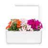 Click & Grow Smart Garden náhradné balenie: netýkavka, 3 kapsuly s rastlinami (SGR1X3)