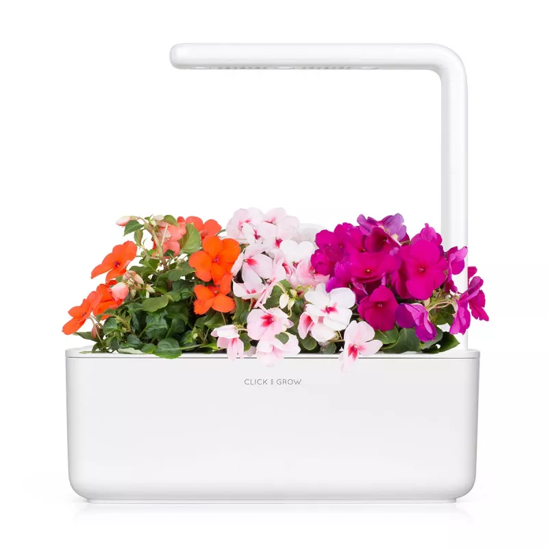 Click & Grow Smart Garden náhradné balenie: netýkavka, 3 kapsuly s rastlinami (SGR1X3)