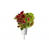 Click & Grow Smart Garden náhradné balenie, 3 kapsuly s rastlinami (SGR2X3)