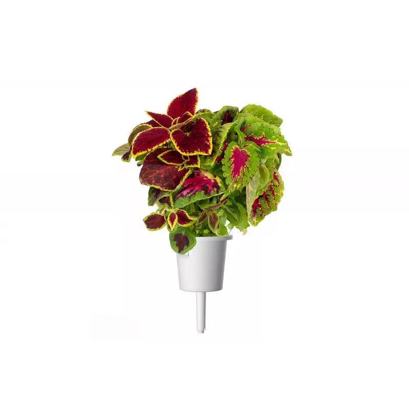 Click & Grow Smart Garden náhradné balenie, 3 kapsuly s rastlinami (SGR2X3)