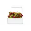 Click & Grow Smart Garden náhradné balenie, 3 kapsuly s rastlinami (SGR2X3)