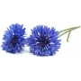Click & Grow nevädza rastlinné kapsuly pre Smart Garden, balenie 3 ks (SGR36X3)