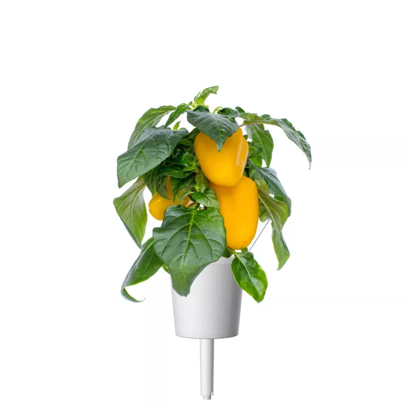 Click & Grow Smart Garden náhradné balenie: žltá paprika, 3 kapsuly s rastlinami (SGR53X3)