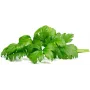 Click & Grow rastlinné kapsuly zelerová vňať pre Smart Garden, balenie 3 ks (SGR97X3)