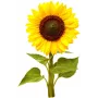 Click & Grow mini slnečnica rastlinné kapsuly pre Smart Garden, balenie 3 ks (SGR65X3)