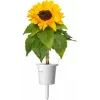 Click & Grow mini slnečnica rastlinné kapsuly pre Smart Garden, balenie 3 ks (SGR65X3)