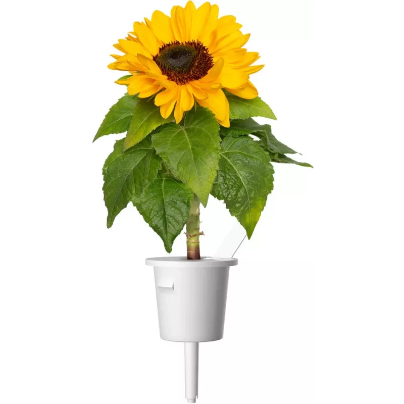 Click & Grow mini slnečnica rastlinné kapsuly pre Smart Garden, balenie 3 ks (SGR65X3)