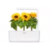 Click & Grow mini slnečnica rastlinné kapsuly pre Smart Garden, balenie 3 ks (SGR65X3)