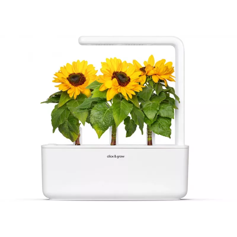 Click & Grow mini slnečnica rastlinné kapsuly pre Smart Garden, balenie 3 ks (SGR65X3)