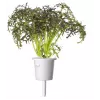 Click & Grow Smart Garden náhradné balenie: červená kučeravá horčica, 3 kapsuly s rastlinami (SGR77X3)