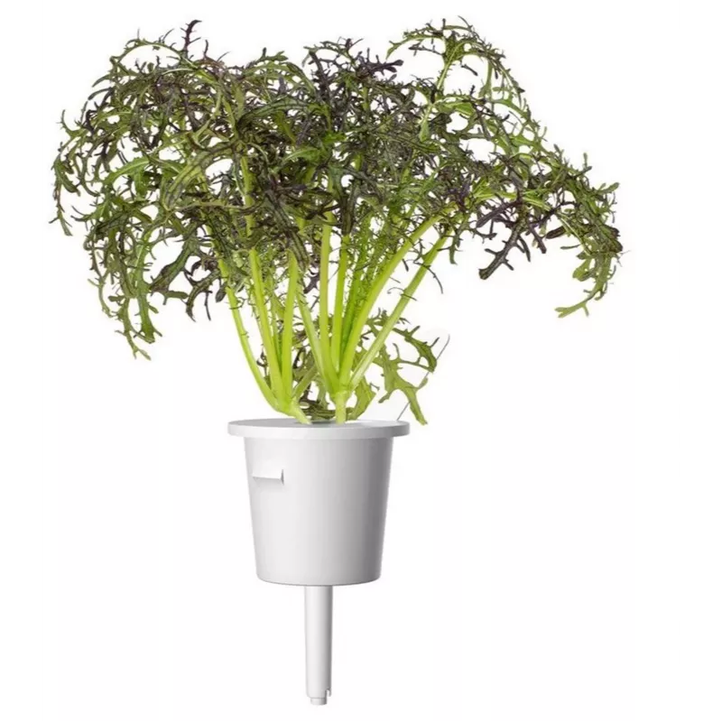 Click & Grow Smart Garden náhradné balenie: červená kučeravá horčica, 3 kapsuly s rastlinami (SGR77X3)