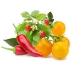 Click & Grow ovocno-zeleninový mix pestovateľské kapsuly pre Smart Garden, balenie 9 ks (PPMFVX9)