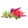 Click & Grow Hahnenkamm pestovateľské kapsuly pre Smart Garden, balenie 3 ks (SGR4X3)