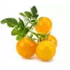 Click and Grow Smart Garden náhradná sada 3 ks kapsuly s mini paradajkami