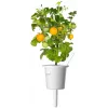 Click and Grow Smart Garden náhradná sada 3 ks kapsuly s mini paradajkami