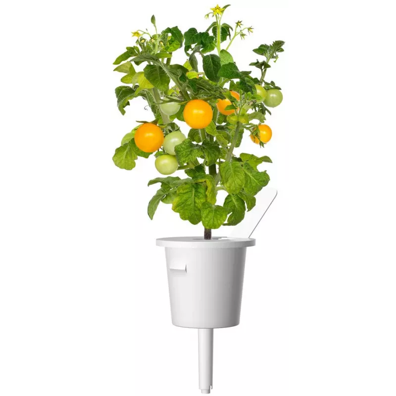 Click and Grow Smart Garden náhradná sada 3 ks kapsuly s mini paradajkami