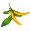 Click & Grow SGR60X3 čili paprika rastlinné kapsuly (3 balenie)