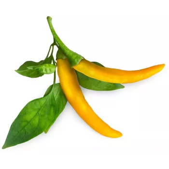 Click & Grow SGR60X3 čili paprika rastlinné kapsuly (3 balenie)